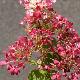Hydrangea paniculata Diamant Rouge