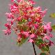 Hydrangea paniculata Diamant Rouge