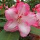 Rhododendron Lem's Monarch