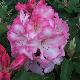 Rhododendron Lem's Monarch