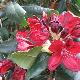 Rhododendron Moser's Maroon