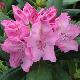 Rhododendron Roseum Elegans