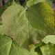 Catalpa � feuilles pourpres