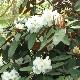 Rhododendron Sir Charles Lemon