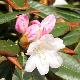 Rhododendron yakushimanum Teddy Bear
