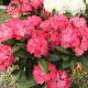 Rhododendron yakushimanum Morgenrot