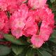 Rhododendron yakushimanum Morgenrot