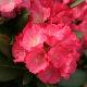 Rhododendron yakushimanum Morgenrot