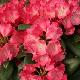 Rhododendron yakushimanum Morgenrot