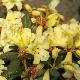 Rhododendron burmanicum