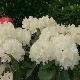 Rhododendron yakushimanum Schneekrone