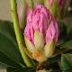 Rhododendron yakushimanum Schneekrone