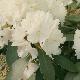 Rhododendron yakushimanum Schneekrone