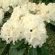 Rhododendron yakushimanum Schneekrone