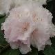 Rhododendron yakushimanum Schneekrone