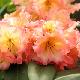 Rhododendron Sunfire