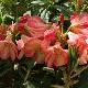 Rhododendron Ring of Fire