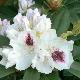 Rhododendron Sapho