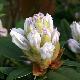 Rhododendron Sapho