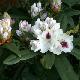 Rhododendron Sapho