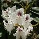 Rhododendron Sapho