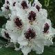 Rhododendron Sapho