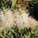 Callistemon � fleurs blanches