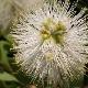 Callistemon � fleurs blanches