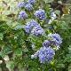 C�anothe Blue Mound