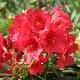 Rhododendron Cavalier