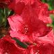 Rhododendron Cavalier