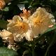 Rhododendron Champagne