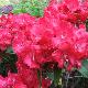 Rhododendron Halfdan Lem