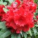 Rhododendron Halfdan Lem