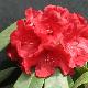 Rhododendron Melville