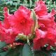 Rhododendron Melville