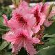 Rhododendron Mrs G.W Leak
