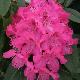 Rhododendron Souvenir de J. Broughton