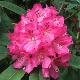 Rhododendron Souvenir de J. Broughton
