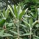 Rhododendron rex