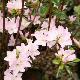 Azal�e japonaise Irohayama