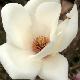Magnolia Lennei Alba