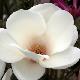 Magnolia Lennei Alba