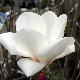 Magnolia Lennei Alba