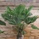 Palmier miniature du Chusan