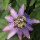 Passiflore violacea 