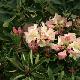 Rhododendron Loderi Pink Diamond
