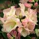 Rhododendron Loderi Pink Diamond
