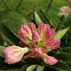 Rhododendron Loderi Pink Diamond