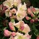 Rhododendron Loderi Pink Diamond